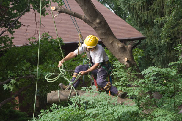 Reliable Mission Bend, TX Tree Services Solutions